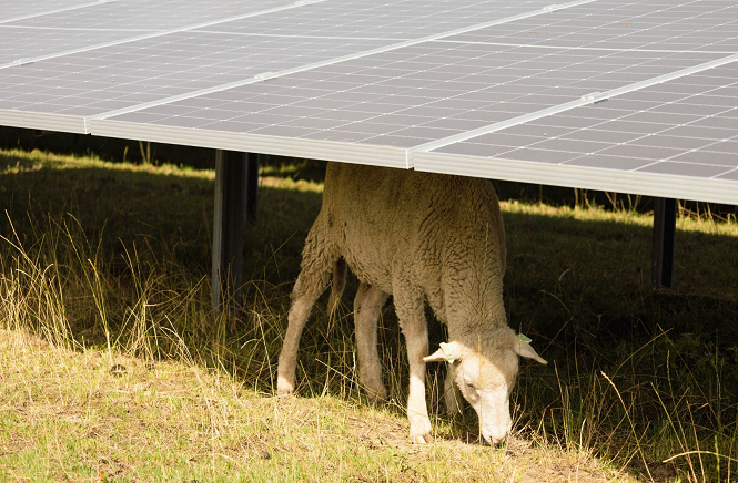Schaap dat aan het grazen is onder zonnepanelen die op een verhoging in het weiland staan