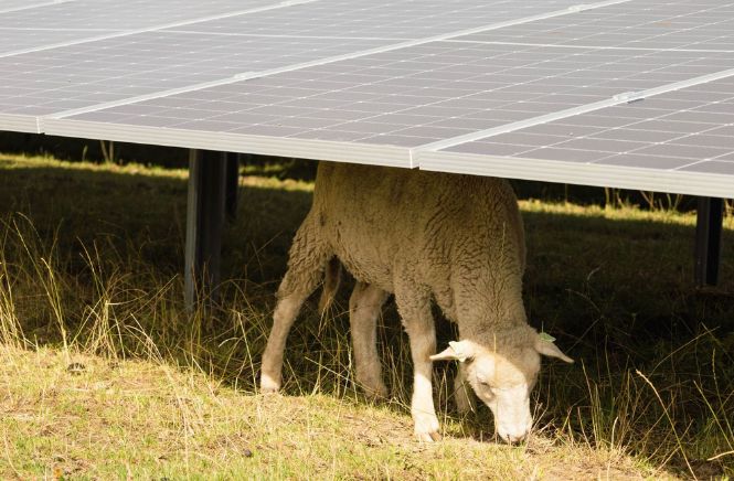 Grazend schaap onder zonnepanelen